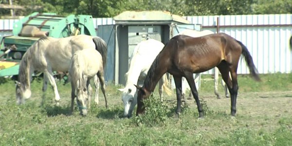 В Абинском районе сообщили о плохих условиях содержания стада лошадей