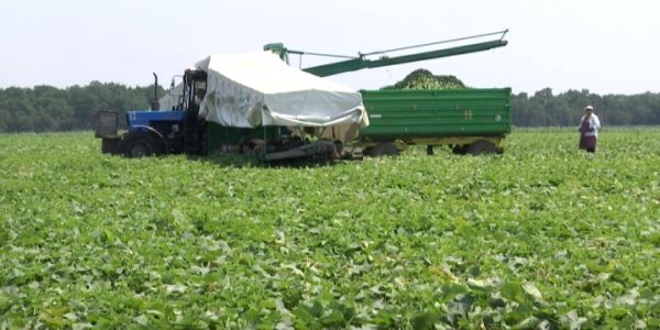 На Кубани уже собрали более 117 тыс. тонн овощей