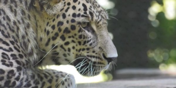 Сочинские ученые пошли в экспедицию по поиску переднеазиатского леопарда