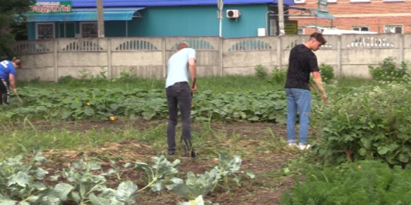 Студенты сельхозтехникума Гулькевичского района отрабатывают практические навыки