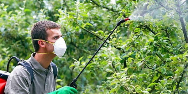 Абинских пчеловодов предупредили об обработках яблоневого сада химикатами