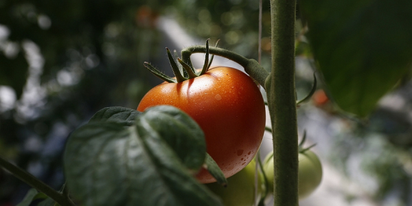 На Кубани с начала года вырастили 53 тыс. тонн тепличных овощей