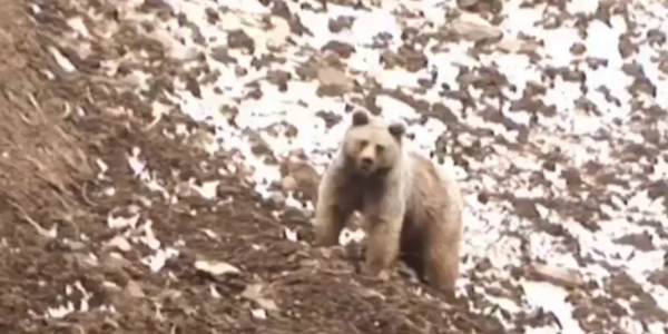 В горах Сочи медведица с медвежатами заставила поволноваться туристов. Видео