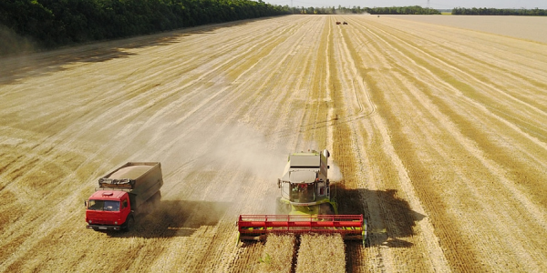 В Краснодарском крае собрали около 9,5 млн т зерновых и зернобобовых культур