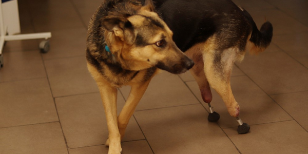 Новосибирский ветеринар поставил протезы собаке Брунгильде из Краснодара