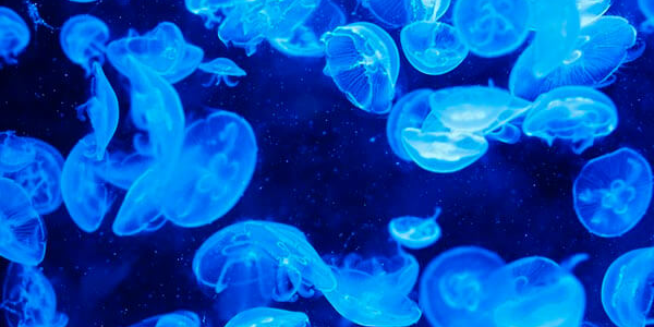 К нашествию медуз в Азовском море привели соленая вода и планктон