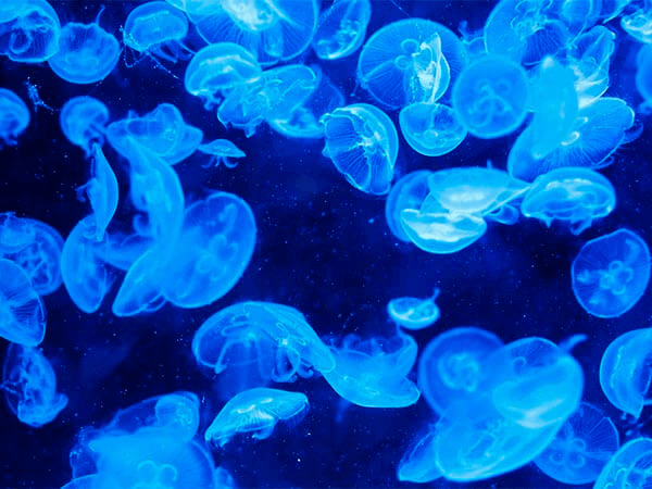 Планктон Фото В Море