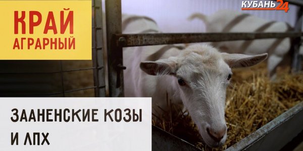 Зааненские козы и ЛПХ | Край аграрный