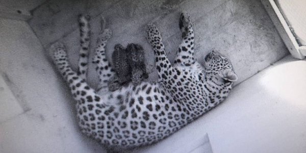 В сочинском центре восстановления леопарда у самки Шивы родились два котенка