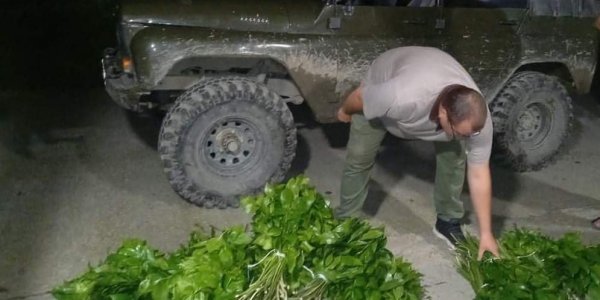В Сочи двое мужчин собрали «букет» из краснокнижных растений за 5 млн рублей