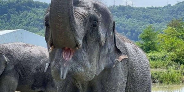 Информация о сочинском санатории для слонов оказалась не до конца достоверной