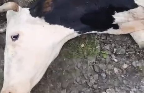 В горах Сочи водитель сбил корову на проезжей части и скрылся