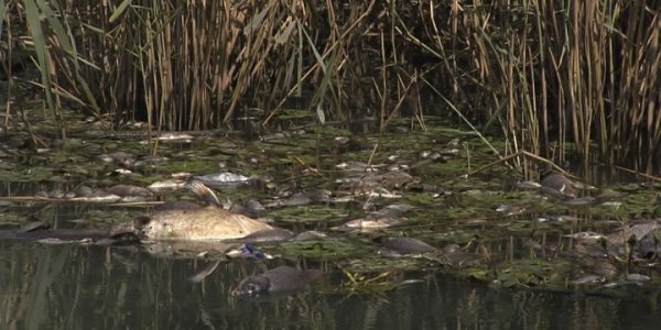 В Краснодаре выясняют причины массовой гибели рыбы в одном из Карасунов