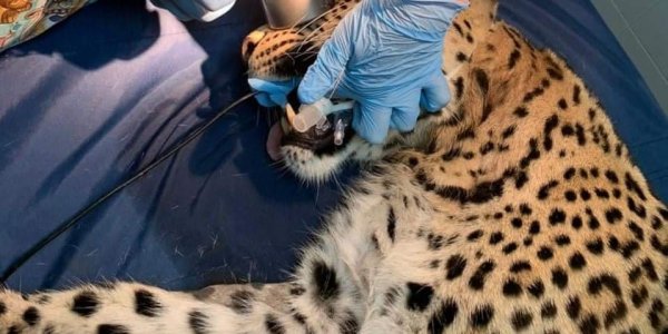 В Сочи вылечили зубы самке переднеазиатского леопарда