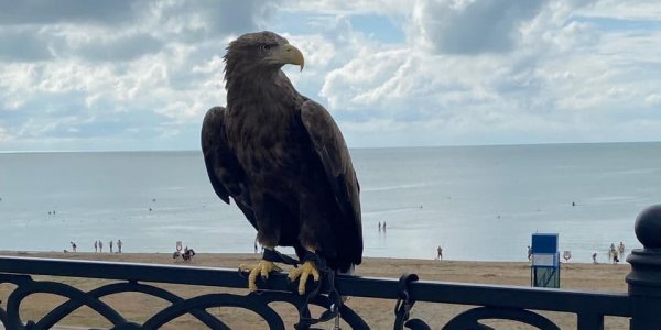 На набережной в Ейске у фотографа изъяли двух краснокнижных орлов