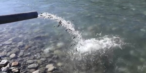 В горные реки Сочи выпустили 150 тыс. мальков краснокнижной рыбы. Видео