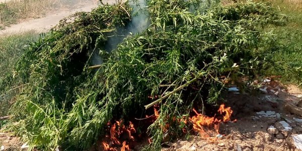 В Темрюкском районе правоохранители сожгли 350 кустов конопли