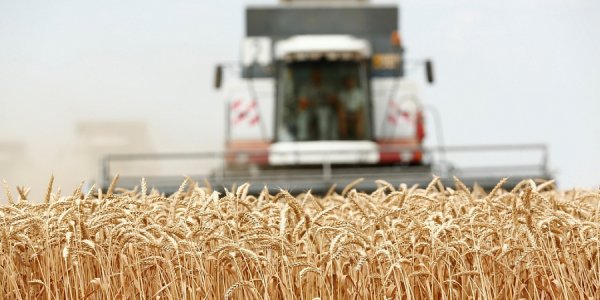 За первую неделю уборки урожая аграрии Кубани намолотили более 2 млн тонн зерна