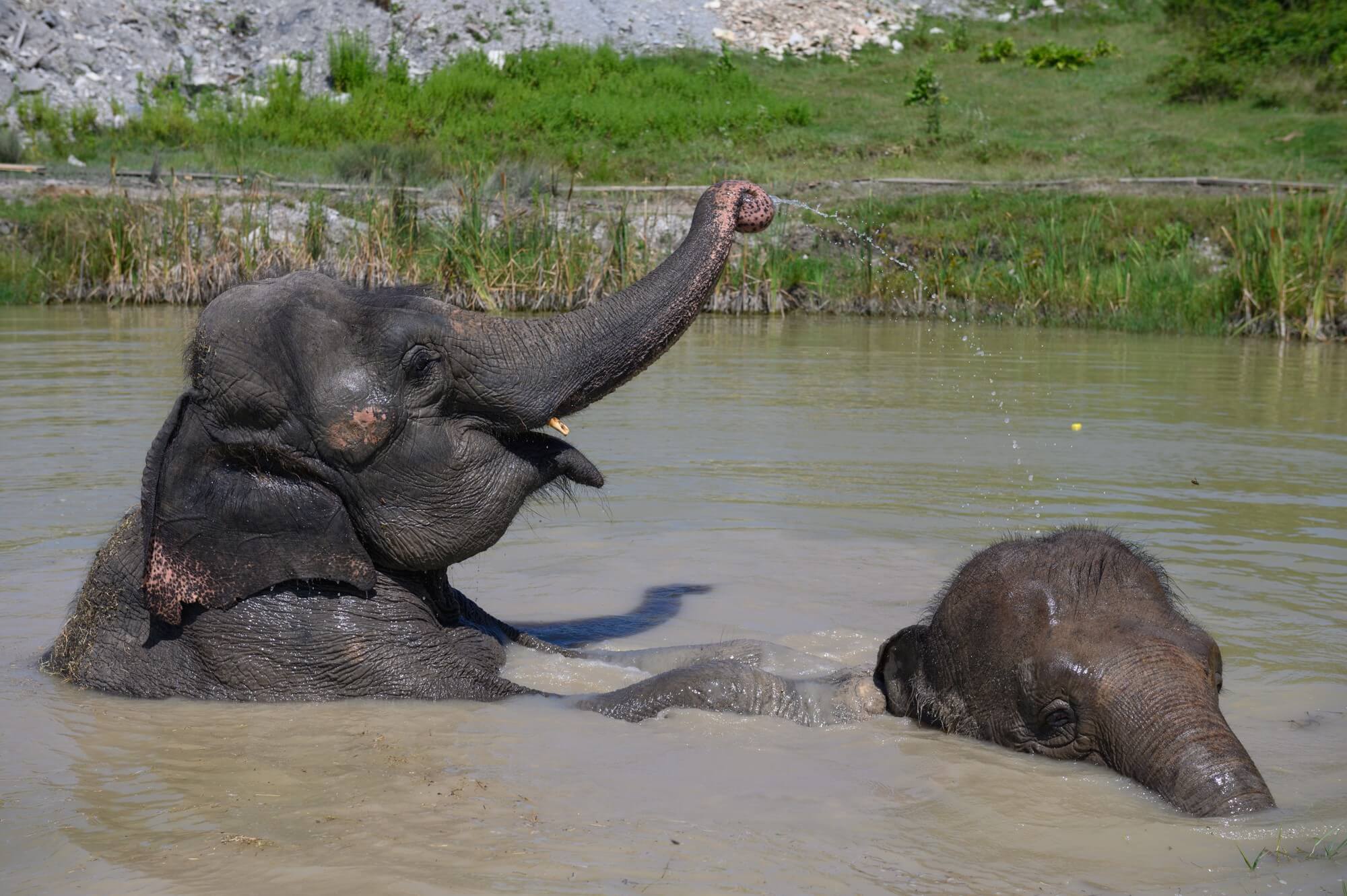 Слоны на отдыхе