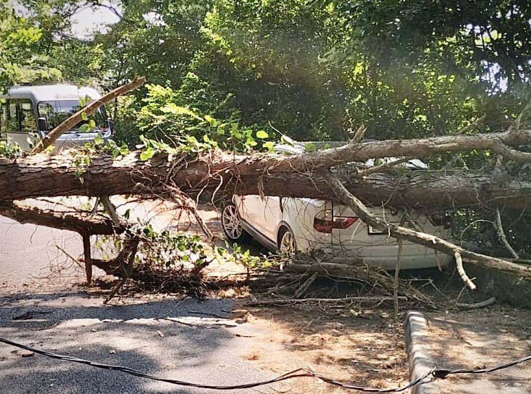 В Сочи около остановки на припаркованную иномарку упало дерево