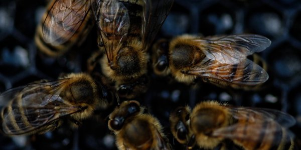 В Мостовском районе местные жители пожаловались на массовую гибель пчел