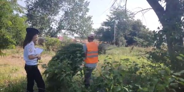 В Темрюкском районе полицейские уничтожили 600 кустов конопли