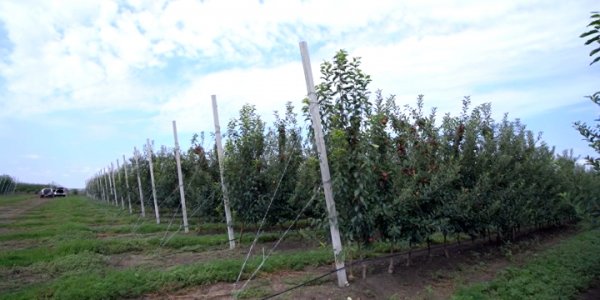 На Кубани продолжается активная уборка яблок