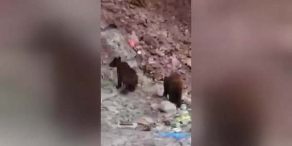 В Сочи у трассы туристы засняли на видео медвежонка