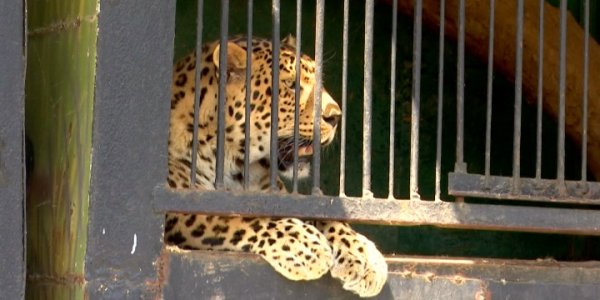 Жители Славянска-на-Кубани требуют убрать передвижной зоопарк