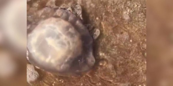 В Азовском море из-за жары снова наплыв огромных медуз