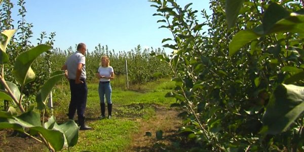 Садоводы Кубани просят помощи: в крае под угрозой яблоневые сады