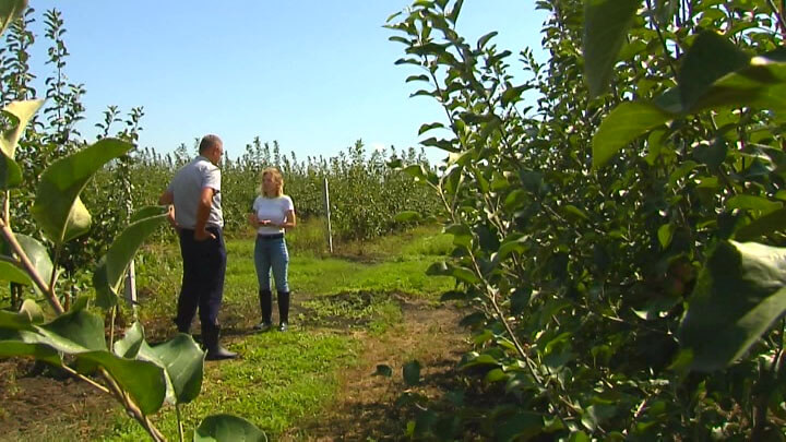 Садоводы Кубани просят помощи: в крае под угрозой яблоневые сады
