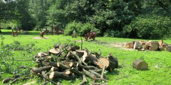 В Краснодаре незаконно срубили 4 дерева почти на 1 млн рублей