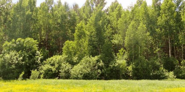 На Кубани до 27 августа продлили ограничение на посещение лесов