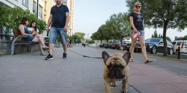В Новороссийске в каждом районе собираются построить площадки для выгула собак
