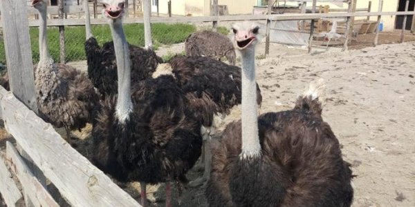 Со страусиной фермы Новороссийска планируют экспортировать мясо и яйца