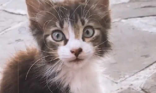 Ведущая шоу «Бригада У» приютила котенка из Абрау-Дюрсо, его назвали Персиком