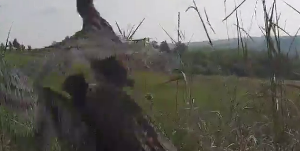 В Крымском районе выпустили на волю 500 фазанов