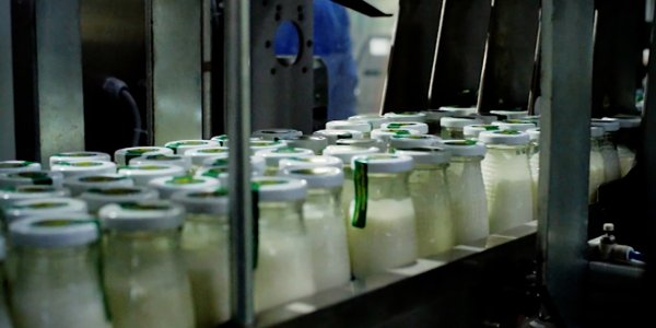«Бизнес на Кубани». Производство молочной продукции