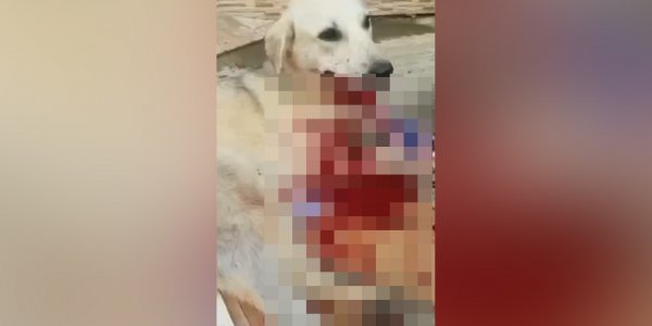 В Сочи нашли мужчину, до полусмерти избившего битой дворовую собаку