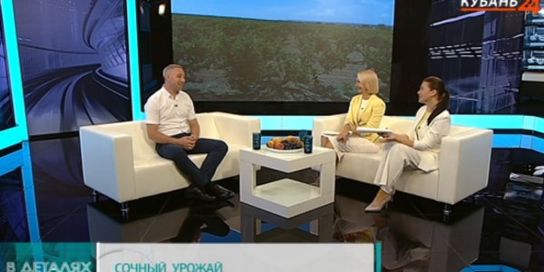 Александр Лихоман: Темрюкский район — главный по персикам и винограду