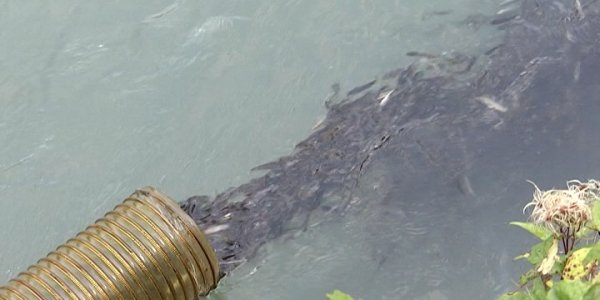 В Сочи выпустили более 300 тыс. мальков краснокнижного лосося