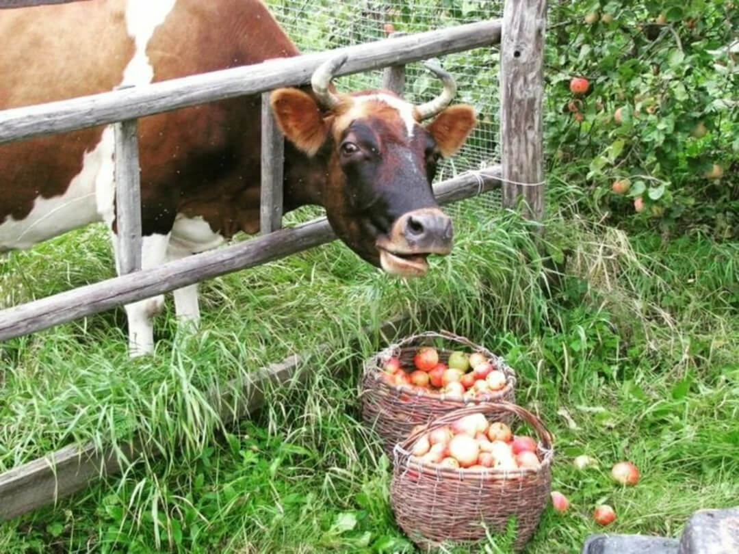Жители кубанской станицы пожаловались на коров, разрушающих заборы из-за яблок