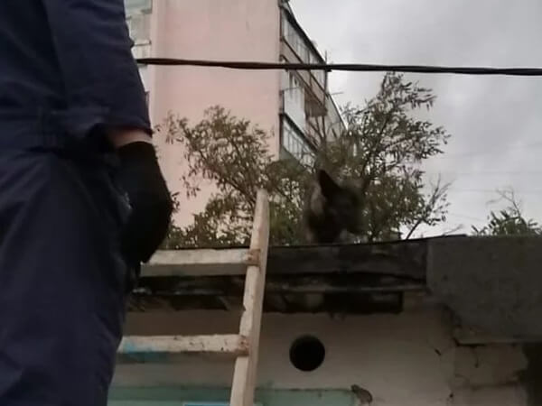 В Новороссийске спасатели сняли оголодавшую собаку с крыши гаража