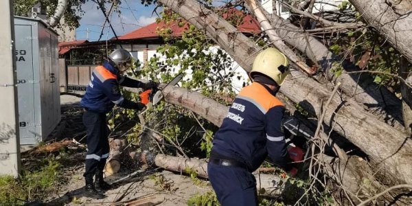 В Новороссийске норд-ост массово повалил деревья