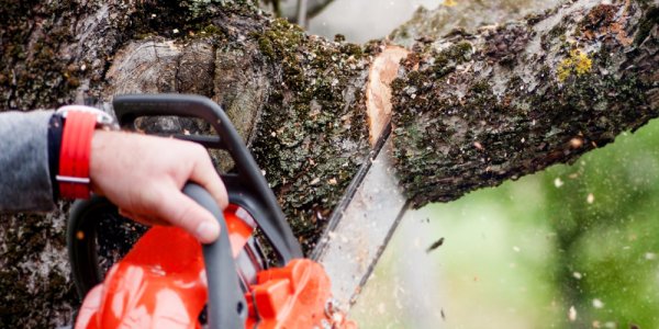 В Геленджике незаконно вырубили 480 деревьев краснокнижного можжевельника