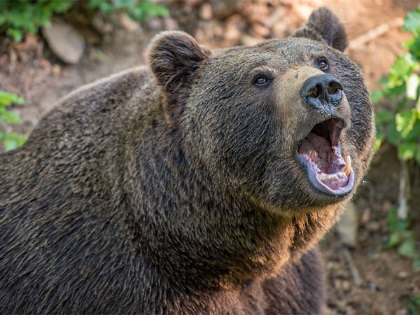В Кавказском заповеднике не подтвердили факт нападения медведей на туристов