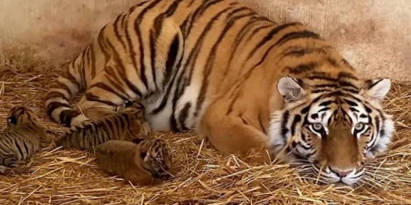 В Крыму краснодарка поднесла ребенка к вольеру с тигром, зверь откусил ему палец