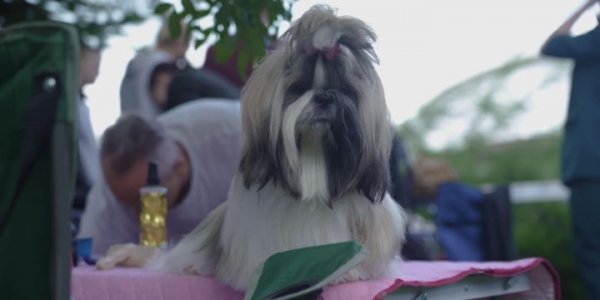 В Абрау-Дюрсо впервые прошла всероссийская выставка собак Dog Picnic