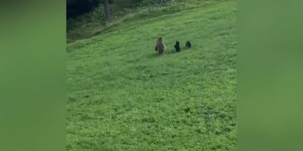 В Красной Поляне на грунтовую дорогу вышла медведица с двумя детенышами